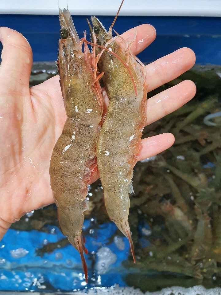 무안뻘낙지 이미지