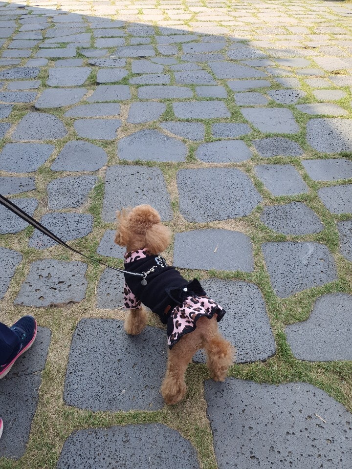 새첩당 이미지