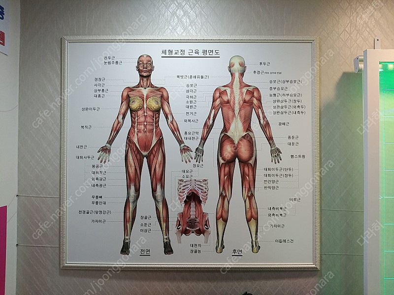 여성 인체 근육 해부도 대형, ( 아나토미 액자 상담용품, 근육명칭