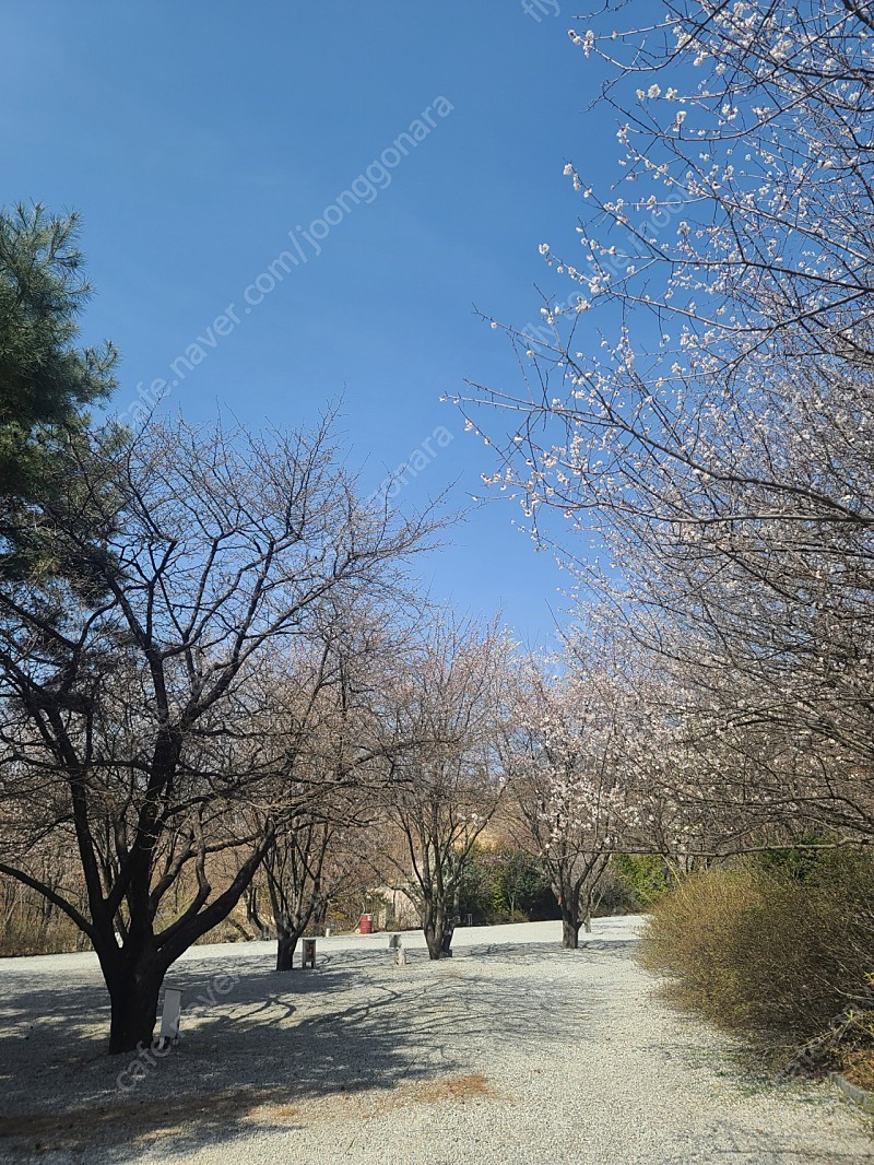 당일 벚꽃 캠핑장 양도합니다.